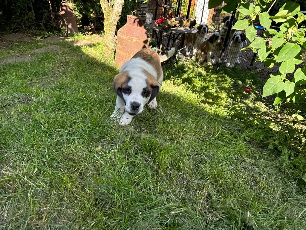 De L'orée Des Montagnes - Chiots St-Bernards mâles dispos