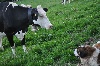  - InAlp 2012 - montée des vaches à l'Alpage