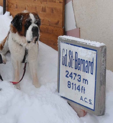 De L'orée Des Montagnes - Montée au Col du Gd-St-Bernard, le reportage !