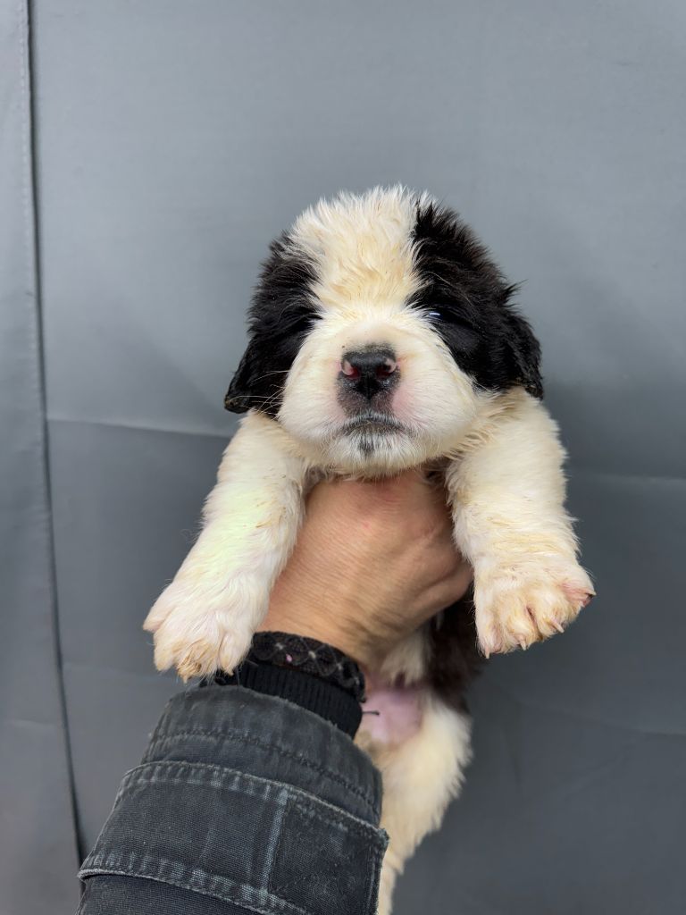 De L'orée Des Montagnes - Chiot disponible  - Chien du Saint-Bernard