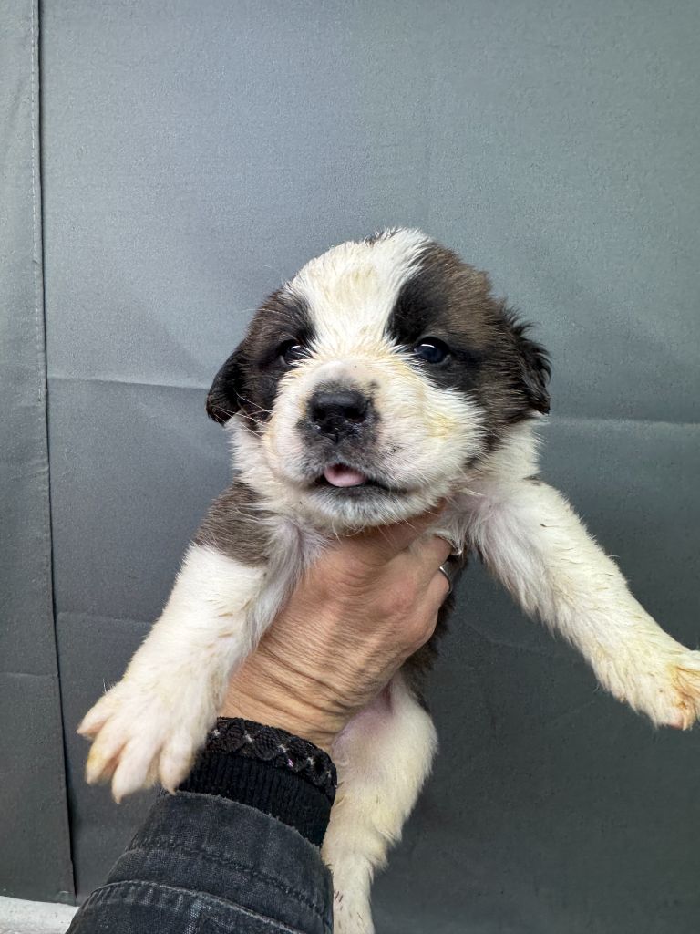 De L'orée Des Montagnes - Chiot disponible  - Chien du Saint-Bernard