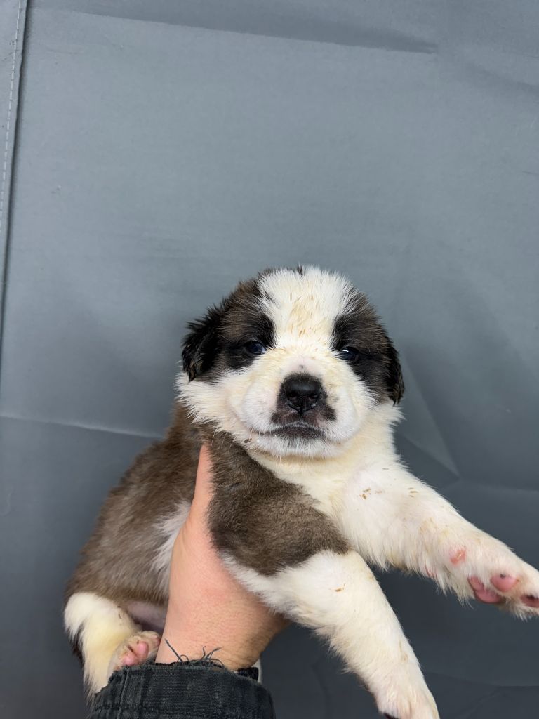 De L'orée Des Montagnes - Chiot disponible  - Chien du Saint-Bernard