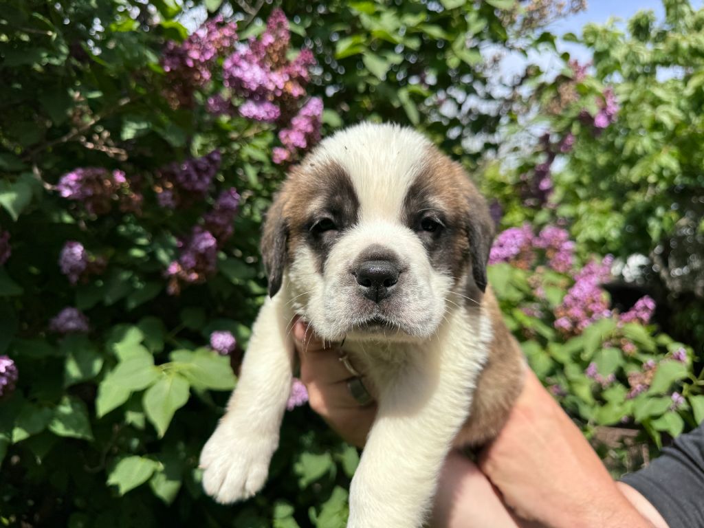 De L'orée Des Montagnes - Chiot disponible  - Chien du Saint-Bernard