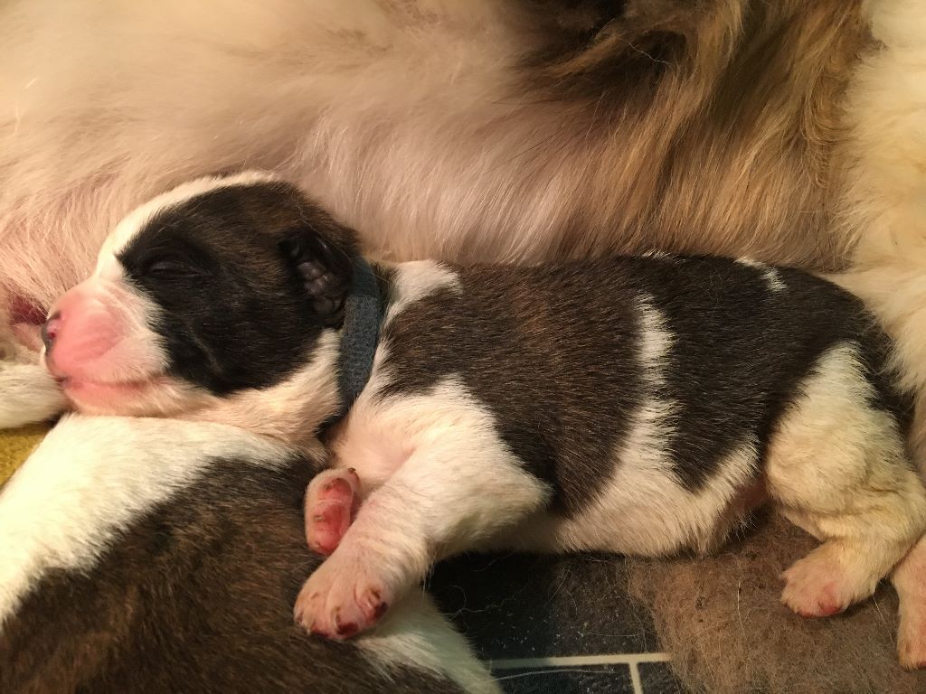 De L'orée Des Montagnes - Chien du Saint-Bernard - Portée née le 12/05/2019