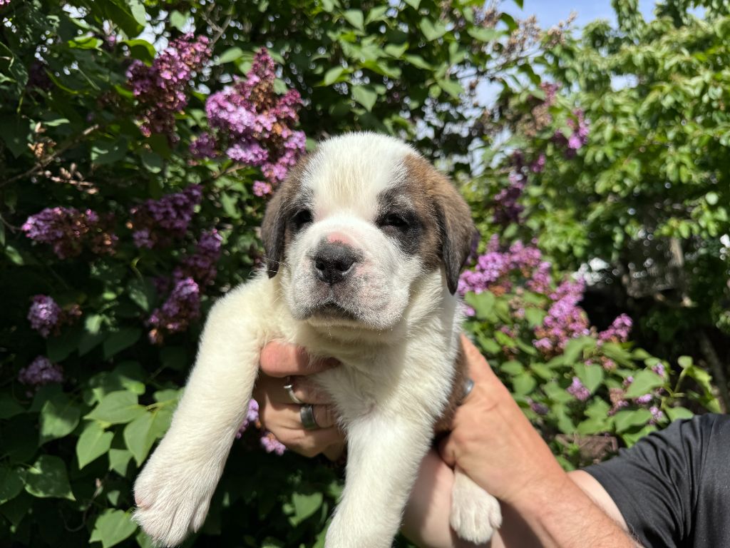 De L'orée Des Montagnes - Chiot disponible  - Chien du Saint-Bernard