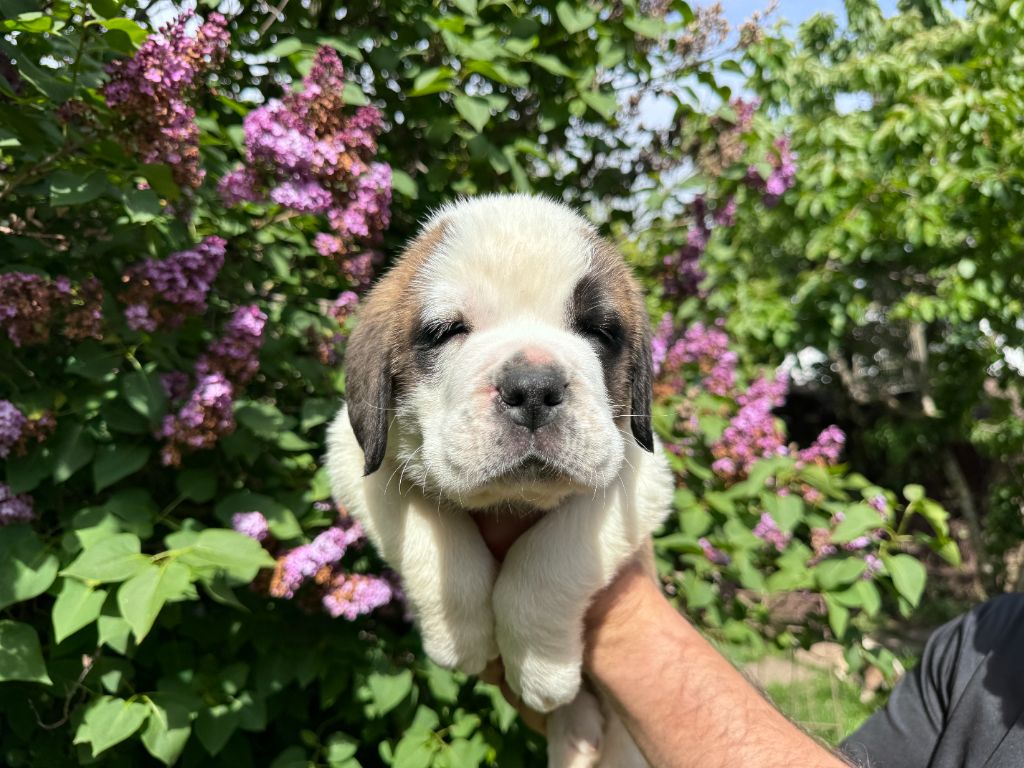 De L'orée Des Montagnes - Chiot disponible  - Chien du Saint-Bernard