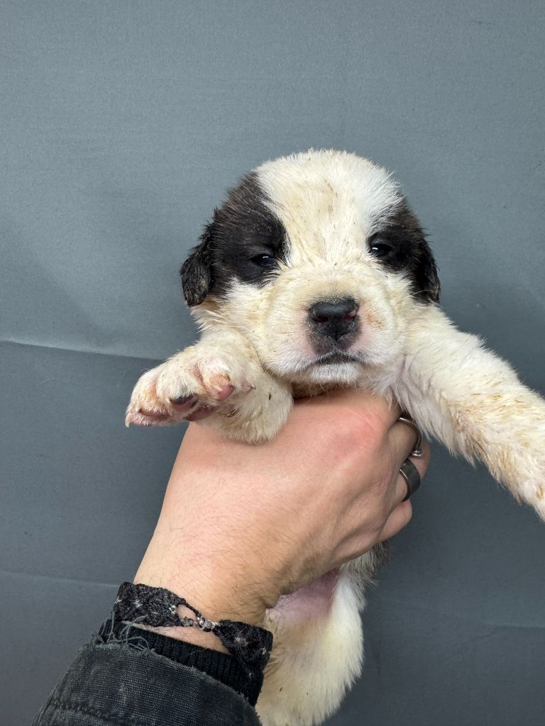 De L'orée Des Montagnes - Chiot disponible  - Chien du Saint-Bernard