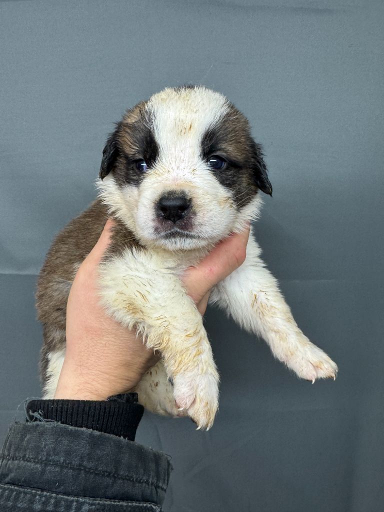 De L'orée Des Montagnes - Chiot disponible  - Chien du Saint-Bernard