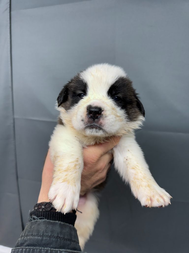 De L'orée Des Montagnes - Chiot disponible  - Chien du Saint-Bernard