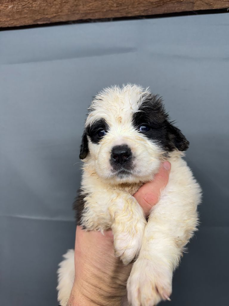 De L'orée Des Montagnes - Chiot disponible  - Chien du Saint-Bernard