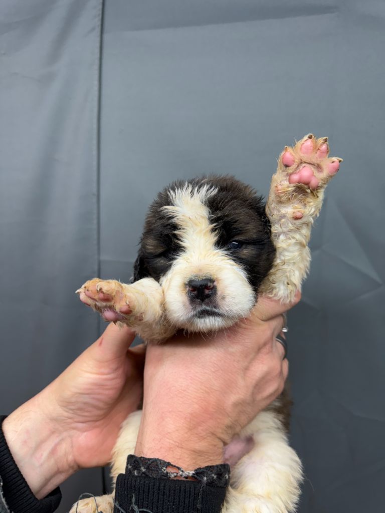 De L'orée Des Montagnes - Chiot disponible  - Chien du Saint-Bernard