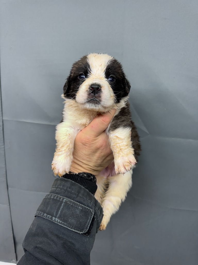 De L'orée Des Montagnes - Chiot disponible  - Chien du Saint-Bernard