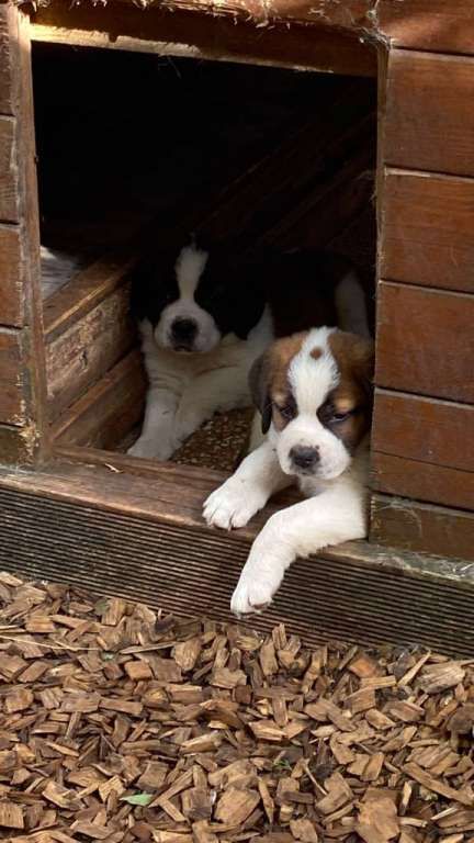 Chiots St-Bernards