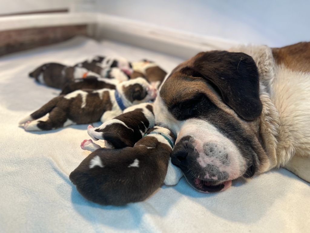 Nos petits chiots St-Bernard sont nés !