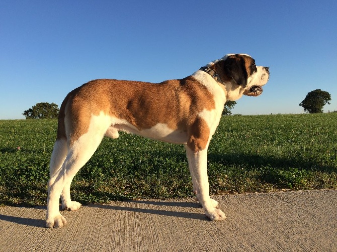 De L'orée Des Montagnes - A'perro, étalon né à l'Orée des Montagne