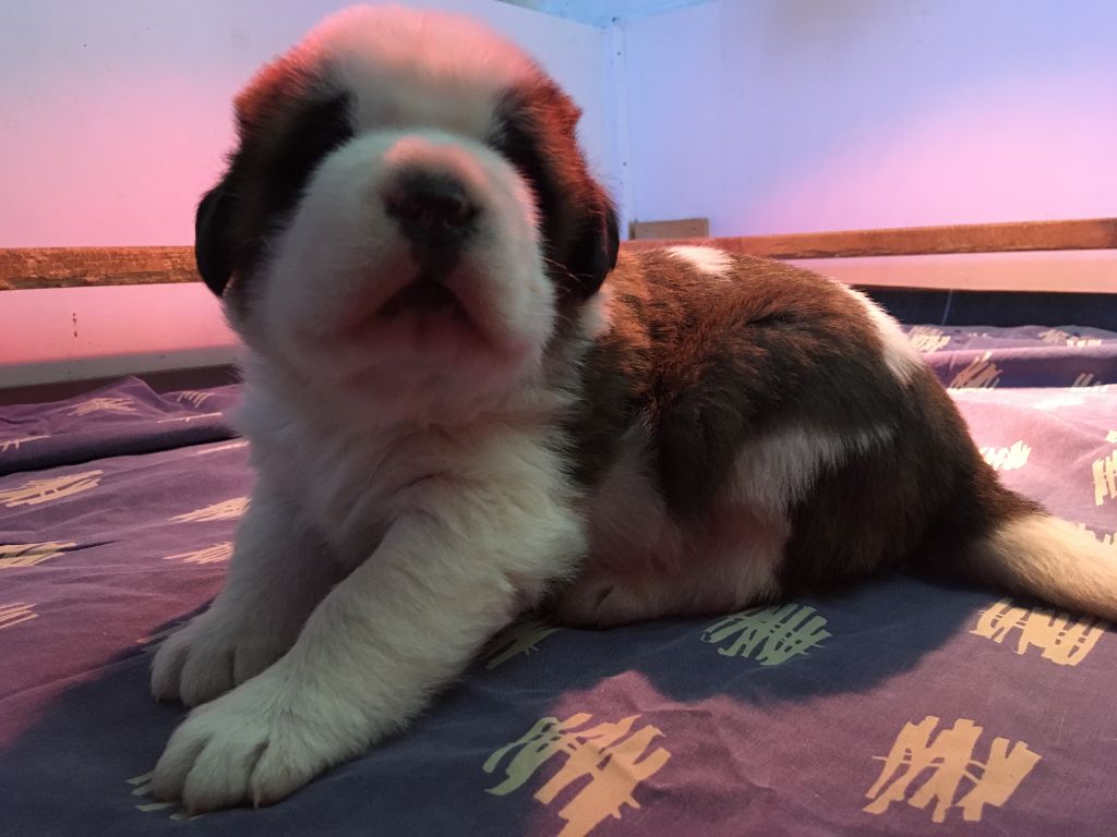 De L'orée Des Montagnes - Chien du Saint-Bernard - Portée née le 30/10/2018