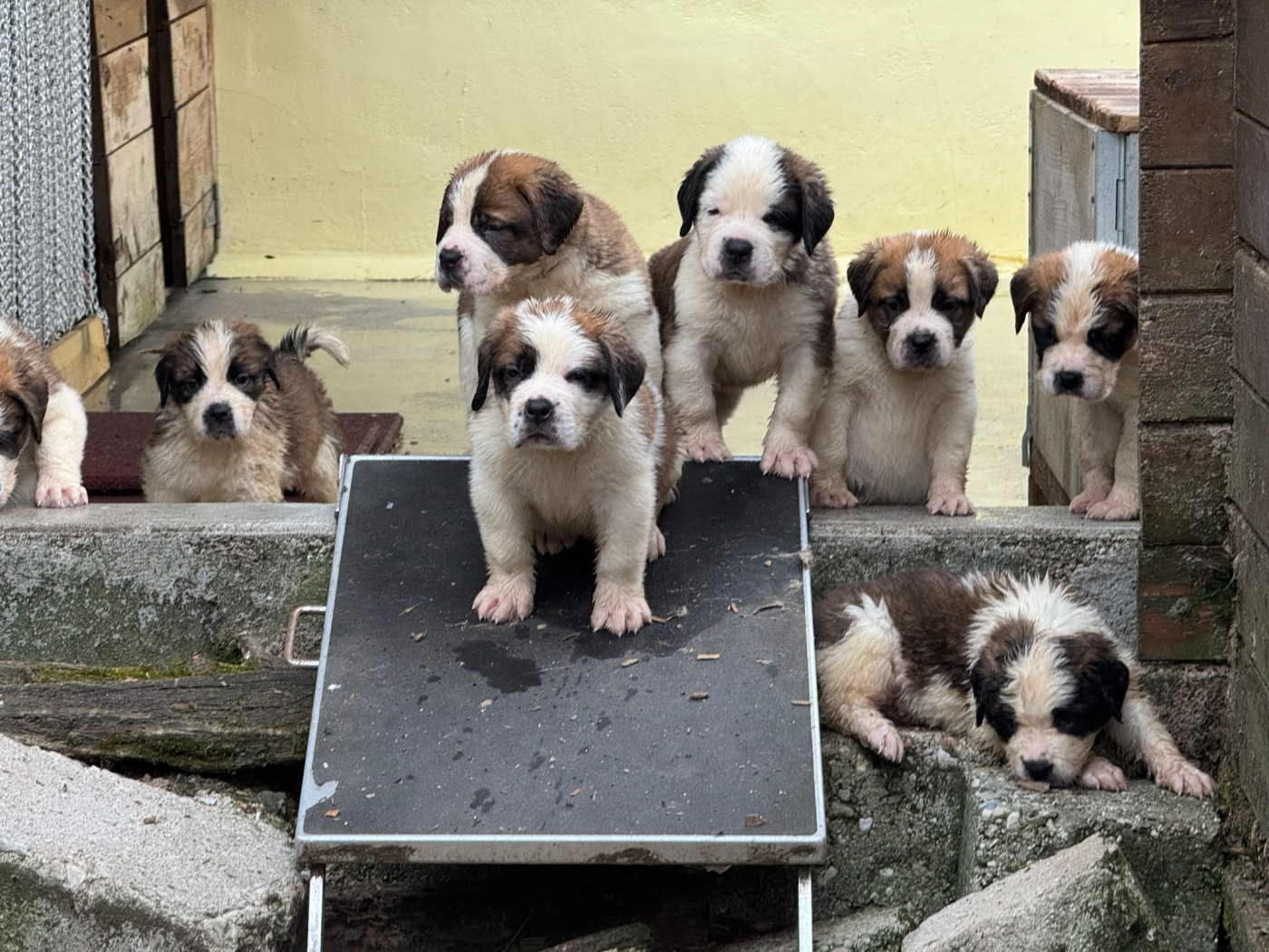 Chiot Chien du Saint-Bernard De L'orée Des Montagnes