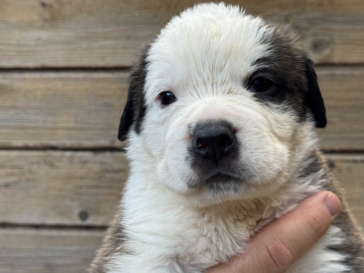 De L'orée Des Montagnes - Chiots disponibles - Chien du Saint-Bernard