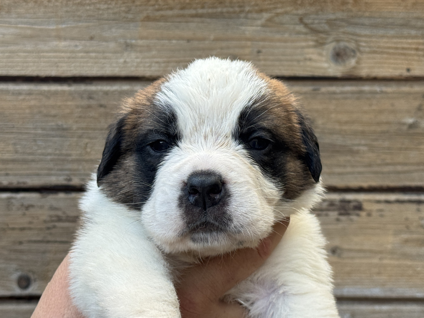 De L'orée Des Montagnes - Chiots disponibles - Chien du Saint-Bernard