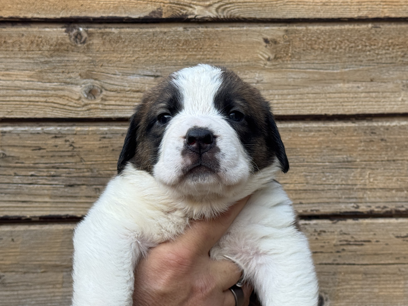De L'orée Des Montagnes - Chiots disponibles - Chien du Saint-Bernard