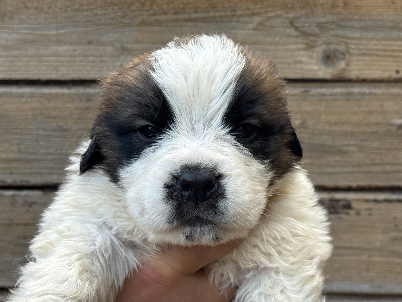 De L'orée Des Montagnes - Chiots disponibles - Chien du Saint-Bernard