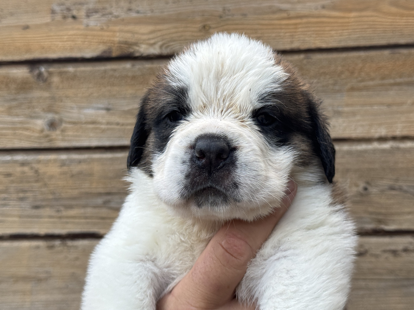De L'orée Des Montagnes - Chiots disponibles - Chien du Saint-Bernard
