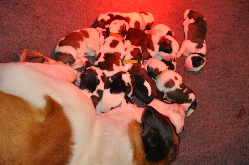 De L'orée Des Montagnes - Chien du Saint-Bernard - Portée née le 18/11/2014