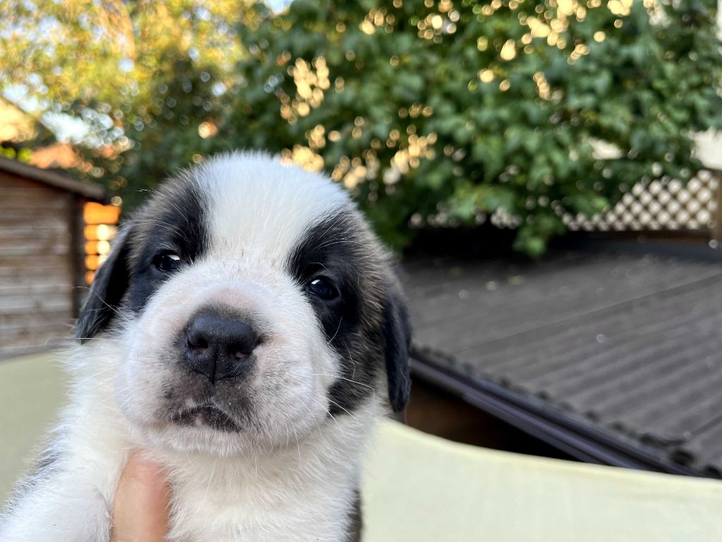 De L'orée Des Montagnes - Chien du Saint-Bernard - Portée née le 14/08/2023
